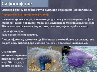 Сифонофоре
Сифонофоре су посебна група дупљара која живи као колонија.
Португалска крстарица или физалија
Насељава тропска мора, али може да доспе и у мора умереног појаса.
Живи при самој површини мора и снабдевена је мехуром величине 28-
30 cm на коме се налази једро, тако да може да је покреће и ветар.
Наликује медузи.
Тело колоније је прозрачно.
Пипци јој дотижу дужину и од 18 метара, а може болно да ожари, тако
да јато ових сифонофора изазива панику и проблеме на плажама.
Она својим
пипцима паралише
рибе које могу бити
и до 30 cm дуге, а
којима се храни.
 