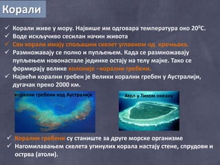 Корали
 Корали живе у мору. Највише им одговара температура око 200C.
 Воде искључиво сесилан начин живота
 Сви корали имају спољашни скелет углавном од кречњака.
 Размножавају се полно и пупљењем. Када се размножавају
пупљењем новонастале јединке остају на телу мајке. Тако се
формирају велике колоније –корални гребени.
 Највећи корални гребен је Велики корални гребен у Аустралији,
дугачак преко 2000 км.
 Корални гребени су станиште за друге морске организме
 Нагомилавањем скелета угинулих корала настају стене, спрудови и
острва (атоли).
корални гребени код Аустралије Атол у Тихом океану
 