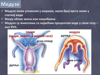 Медузе
 Медузе живе углавном у морима, мали број врста живи у
слаткој води
 Имају облик звона или кишобрана
 Медузе су животиње са највећим процентом воде у свом телу –
око 95%.
полип
(хидре, корали и морске сасе)
медуза
усни отвор
усни отвор
дупља
дупља
 