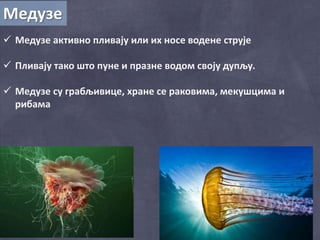 Медузе
 Медузе активно пливају или их носе водене струје
 Пливају тако што пуне и празне водом своју дупљу.
 Медузе су грабљивице, хране се раковима, мекушцима и
рибама
 