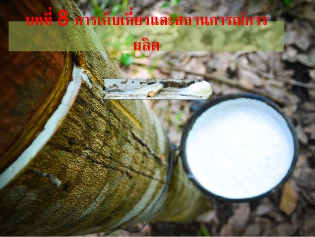 บทที่ 8 การเก็บเกี่ยวและสถานการณ์การ
ผลิต
 