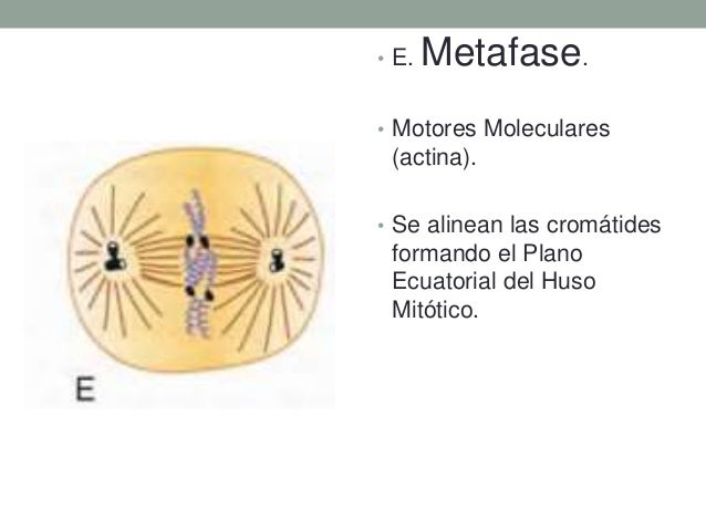 8. ciclo celular, mitosis, meiosis, apoptosis