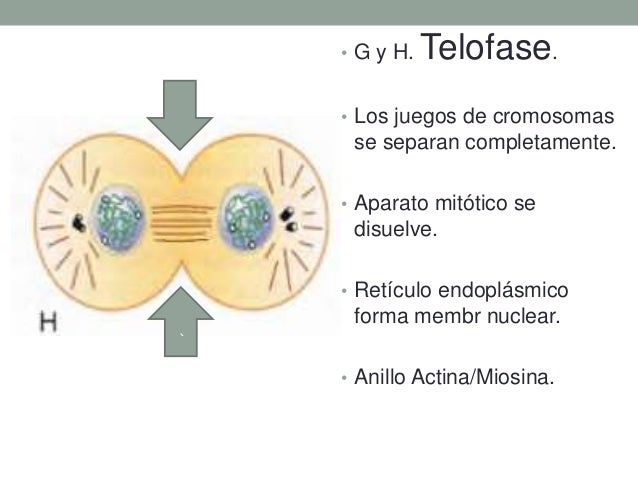 8. ciclo celular, mitosis, meiosis, apoptosis