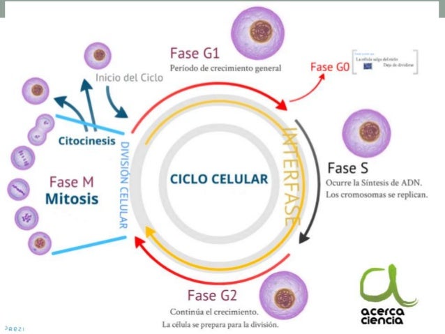 8. ciclo celular, mitosis, meiosis, apoptosis