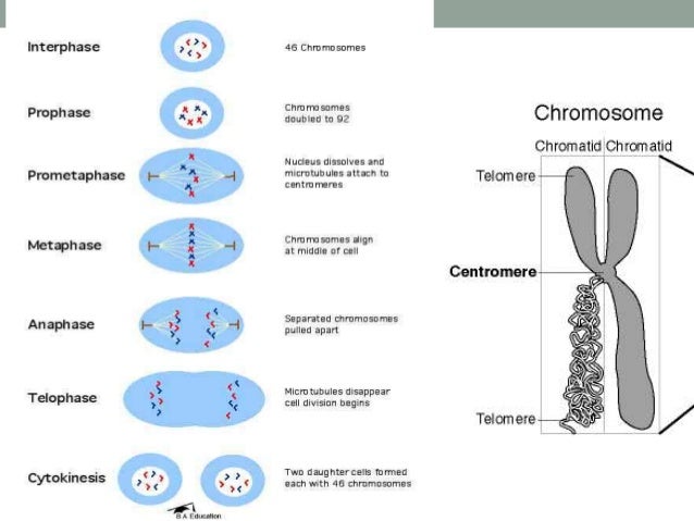 8. ciclo celular, mitosis, meiosis, apoptosis
