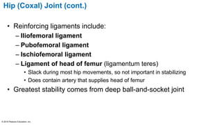 Hip (Coxal) Joint (cont.)
• Reinforcing ligaments include:
– Iliofemoral ligament
– Pubofemoral ligament
– Ischiofemoral ligament
– Ligament of head of femur (ligamentum teres)
• Slack during most hip movements, so not important in stabilizing
• Does contain artery that supplies head of femur
• Greatest stability comes from deep ball-and-socket joint
© 2016 Pearson Education, Inc.
 