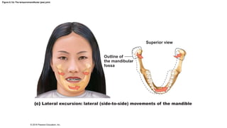 Figure 8.12c The temporomandibular (jaw) joint.
Superior view
Outline of
the mandibular
fossa
Lateral excursion: lateral (side-to-side) movements of the mandible
© 2016 Pearson Education, Inc.
 