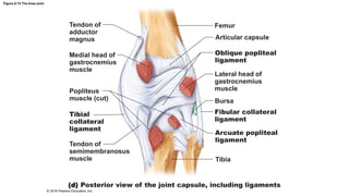 Figure 8.7d The knee joint.
Tendon of
adductor
magnus
Medial head of
gastrocnemius
muscle
Popliteus
muscle (cut)
Tibial
collateral
ligament
Tendon of
semimembranosus
muscle
Femur
Articular capsule
Oblique popliteal
ligament
Lateral head of
gastrocnemius
muscle
Bursa
Fibular collateral
ligament
Arcuate popliteal
ligament
Tibia
Posterior view of the joint capsule, including ligaments
© 2016 Pearson Education, Inc.
 