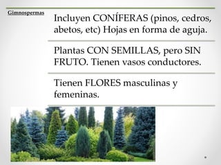 Gimnospermas
Incluyen CONÍFERAS (pinos, cedros,
abetos, etc) Hojas en forma de aguja.
Plantas CON SEMILLAS, pero SIN
FRUTO. Tienen vasos conductores.
Tienen FLORES masculinas y
femeninas.
 