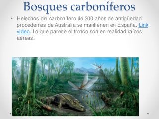 Bosques carboníferos
• Helechos del carbonífero de 300 años de antigüedad
procedentes de Australia se mantienen en España. Link
video. Lo que parece el tronco son en realidad raíces
aéreas.
 