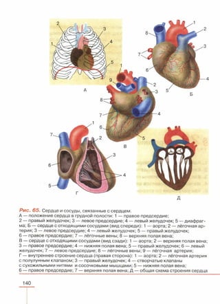 читать учебник для 8 классов под авторством колесова д.в., маша р.д., беляева и.н. биология. раздел человек 2016