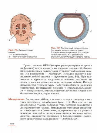 читать учебник для 8 классов под авторством колесова д.в., маша р.д., беляева и.н. биология. раздел человек 2016