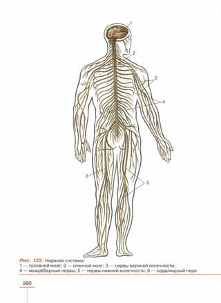 читать учебник для 8 классов под авторством колесова д.в., маша р.д., беляева и.н. биология. раздел человек 2016
