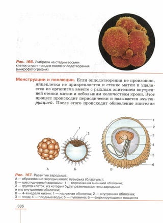 читать учебник для 8 классов под авторством колесова д.в., маша р.д., беляева и.н. биология. раздел человек 2016