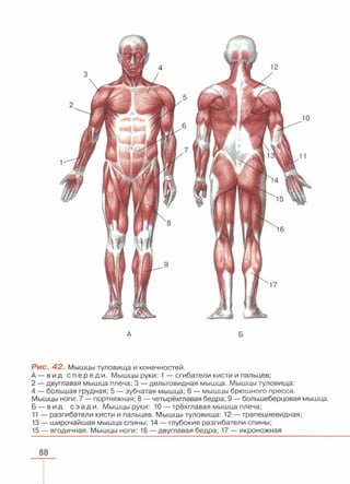 читать учебник для 8 классов под авторством колесова д.в., маша р.д., беляева и.н. биология. раздел человек 2016