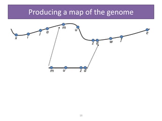 10
Producing a map of the genome
x i
j a
m u
z d w f
e
m u z d
 