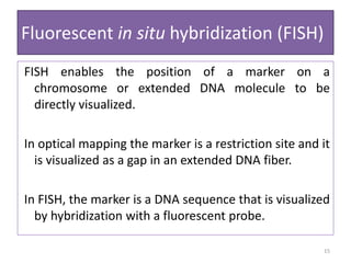 Fluorescent in situ hybridization (FISH)
FISH enables the position of a marker on a
chromosome or extended DNA molecule to be
directly visualized.
In optical mapping the marker is a restriction site and it
is visualized as a gap in an extended DNA fiber.
In FISH, the marker is a DNA sequence that is visualized
by hybridization with a fluorescent probe.
15
 