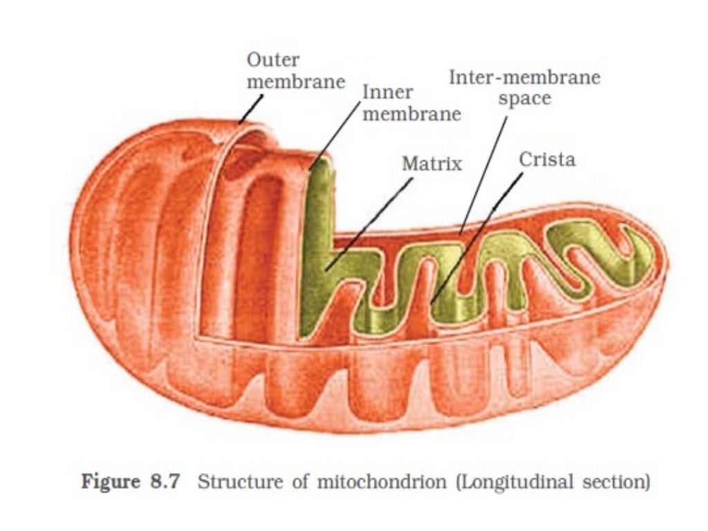 8 Cell The Unit Of Life 8-cell-the-unit-of-life