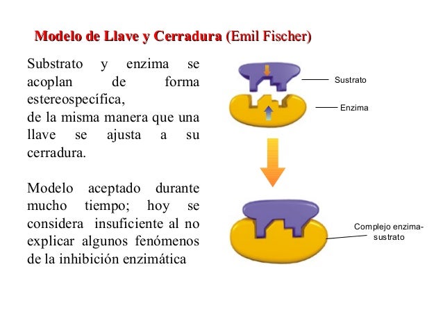 8. enzimas 1