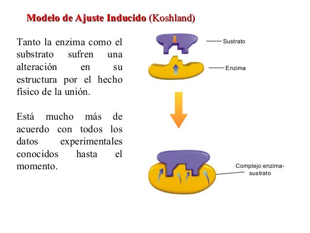 8. enzimas 1