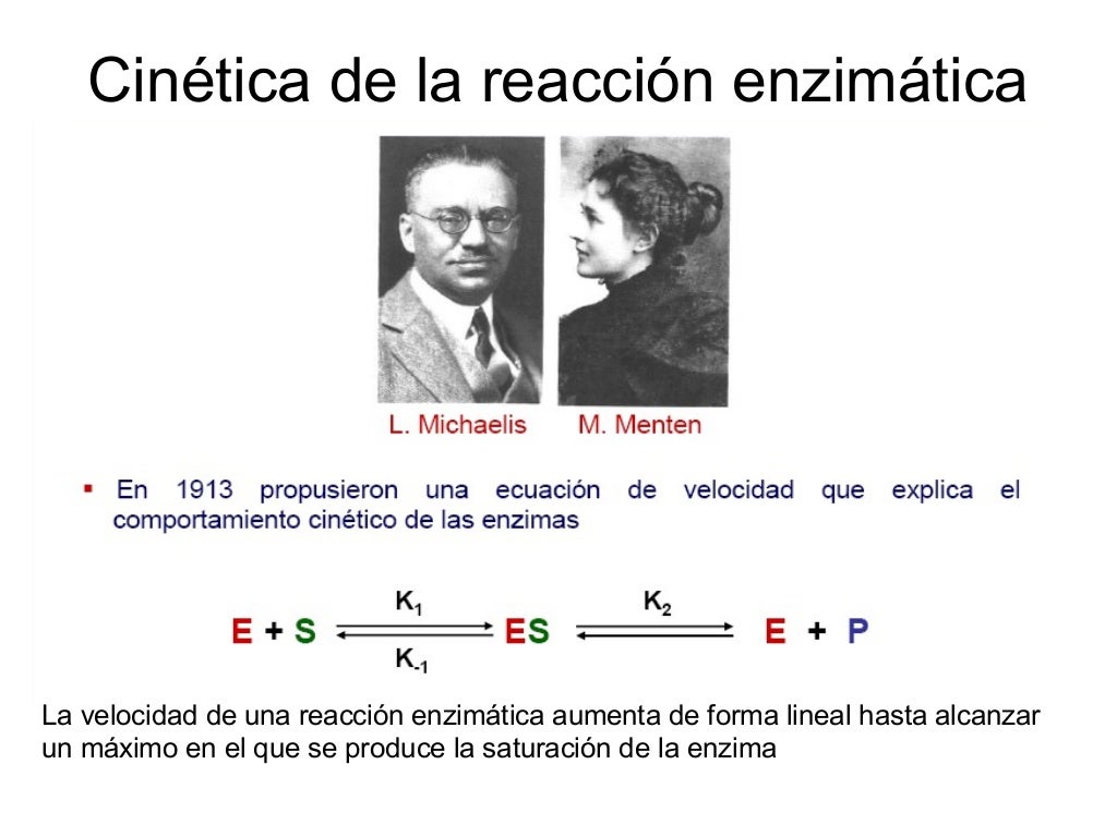 La concentración de sustrato a la que la velocidad de reacción es la mitad de la
velocidad máxima es la constante de Micha...