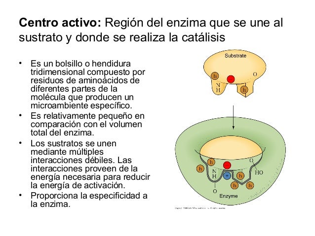 8. enzimas 1