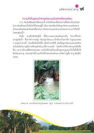 68
มหัศจรรย์ป่าสาคู
68
ความสำ�คัญของป่าสาคูต่อระบบนิเวศและสิ่งแวดล้อม
	 สาคู จัดเป็นพืชอนุรักษ์ดินและȨำ� ลำ�ต้นที่ทอดเลื้อยไปตามพื้นดิน มีประโยชน์
ในการช่วยยึดและกั้นดินไม่ให้ไหลลงสู่Ȩำ� เป็นการช่วยป้องกันดินถูกกัดเซาะและพังทลาย
ลักษณะพิเศษของลำ�ต้นเช่นนี้ช่วยในการดักตะกอนและช่วยกรองขยะต่างๆ เอาไว้ไม่ให้
ไหลลงสู่แม่Ȩำ�
	 ดังนั้น สาคูจึงเป็นพันธุ์ไม้ ที่มีความเหมาะสมเป็นอย่างยิ่ง ในการที่จะนำ�
มาปลูกริมȨำ� ซึ่งอาจทำ�การปลูก โดยปลูกเป็นแถบ ลึกเข้ามาในชายฝั่ง ในรูปแบบของ
การปลูกป่าชายȨำ� โดยเมื่อต้นไม้โตขึ้น สัตว์ป่าจะได้ใช้ เป็นที่อยู่อาศัยและหลบภัยด้วย
คนในสมัยโบราญมีความคิดอนุรักษ์แบบนี้มานานแล้ว โดยสังเกตได้ตามสวนผลไม้หรือ
ที่นา พบว่าบริเวณที่ติดกับลำ�คลอง จะเว้นไม้ใหญ่ไว้รวมทั้งปลูกสาคูแทรกไว้ ทั้งนี้เพื่อให้
ต้นไม้และสาคู ช่วยอนุรักษ์Ȩำ�และดินให้กับสวนของตัวเอง (ธนิตย์ หนูยิ้ม สาคู พันธุ์ไม้,
2548)
แสดงภาพ ระบบนิเวศป่าสาคู ริมคลอง หมู่ 6 ต.โคกสะบ้า อ.นาโยง จ.ตรัง
 