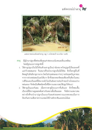 L a b S c h o o l P r o j e c t
69
มหัศจรรย์ป่าสาคู
69
แสดงภาพระบบนิเวศป่าสาคู หมู่ 1 ต.โคกสะบ้า อ.นาโยง จ.ตรัง
สาคู มีผู้นำ�มาปลูกเพื่อช่วยเพิ่มคุณค่าต่อระบบนิเวศและสิ่งแวดล้อม
โดยมีรูปแบบการปลูกดังนี้
1.	 ใช้สาคูปลูกเป็นไม้ให้ร่มด้วยสาคูเป็นปาล์มขนาดใหญ่สูงมีเรือนยอดที่
แผ่กว้างพอสมควร จึงเหมาะที่จะนำ�มาปลูกเป็นไม้ให้ร่ม อีกทั้งสาคูมีใบที่
ติดอยู่กับต้นมีอายุยาวนาน โดยไม่ร่วงหล่นลงมาง่ายๆ จะช่วยลดปัญหาขยะ
จากการร่วงหล่นของใบลงได้มาก อีกทั้งออกดอกติดผลเพียงครั้งเดียวในรอบ
วงชีวิตและเป็นผลที่มีขนาดเล็กไม่เป็นอันตรายต่อเจ้าของบ้านในขณะร่วง
หล่นลงมา จึงจัดเป็นพืชชนิดหนึ่งที่มีความเหมาะสมใช้ปลูกให้ร่มเงา
2.	 ใช้สาคูเป็นแนวกันลม เนื่องจากสาคูมีระบบรากที่แข็งแรง อีกทั้งชอบขึ้น
เป็นกอที่มีความสูงลดหลั่นต่างกันหลายชั้นเรือนยอด จึงมีความเหมาะสม
อย่างยิ่งที่จะนำ�มาปลูกเป็นแนวกันลมช่วยลดความแรงของลมเป็นการ
ป้องกันความเสียหายจากแรงลมให้บ้านพักอาศัยและสวนไม้ผล
 