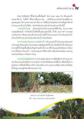 L a b S c h o o l P r o j e c t
71
มหัศจรรย์ป่าสาคู
71
	 สาคู เป็นพืชหลัก ที่ขึ้นบริเวณพื้นที่ชุ่มȨำ� ห้วย หนอง คลอง บึง หรือแหล่งȨำ�
ธรรมชาติต่างๆ ในพื้นที่ ที่ต้นสาคูขึ้นหนาแน่น ก่อให้เกิดระบบนิเวศป่าสาคูที่มีความ
อุดมสมบูรณ์ มีความหลากหลายทางชีวภาพ ได้เอื้อประโยชน์ต่อชาวบ้านที่อยู่อาศัยใกล้
ป่าสาคู และบริเวณใกล้เคียง ประโยชน์ของระบบนิเวศป่าสาคูจำ�แนกได้ ดังนี้		
	 1.แหล่งȨำ�ป่าสาคู เป็นแหล่งกักเก็บȨำ�ตามธรรมชาติที่สำ�คัญ ระบบรากของ
สาคูช่วยซึมซับȨำ� ทำ�ให้ระดับȨำ�ใต้ดินตื้นเป็นแหล่งȨำ�ดื่ม Ȩำ�ใช้ และการทำ�การเกษตร
และป้องกันการพังทลายของดินในช่วงหน้าฝนที่Ȩำ�ไหลแรงและชาวบ้านนิยมขุดบ่อȨำ�
บริเวณใกล้ป่าสาคู เพราะในช่วงหน้าแล้ง Ȩำ�จะไม่แห้งขอด			
	 2.แหล่งอยู่อาศัยและเพาะพันธุ์สัตว์Ȩำ� บริเวณแหล่งȨำ�ในป่าสาคูจะเป็นแหล่ง
หากิน อยู่อาศัยหลบซ่อน เป็นแหล่งขยายพันธุ์ของสัตว์Ȩำ�หน้าแล้งสัตว์Ȩำ�ได้อาศัยบริเวณ
ป่าสาคูที่มีȨำ�ขังชุ่มชื้นเพื่อรอเข้าสู่หน้าฝนอีกครั้งอาหารที่สำ�คัญของสัตว์ชนิดต่างๆได้แก่
อาหารที่ลอยมากับสายȨำ� การทับถมของซากพืชซากสัตว์ หรือแม้แต่หน่ออ่อน ของสาคู
และหอยโข่งชอบวางไข่บนทางสาคู
	 3.แหล่งพันธุ์พืชชนิดต่างๆ ป่าสาคูเป็นแหล่งอาหารเพื่อยังชีพ ชาวบ้านสามารถ
เก็บเกี่ยวผลประโยชน์ได้จากป่าสาคูไม่ว่าจะเป็นไม้ใช้สอยผลไม้พื้นบ้านพืชผักพื้นบ้าน
สมุนไพร การที่ไม่ต้องซื้อหมายถึงการประหยัดรายจ่าย และอาจเหลือขายเป็นรายได้เสริม
ซึ่งเป็นฐานเศรษฐกิจพอเพียงของคนยากจน	
แสดงภาพ ระบบนิเวศป่าสาคูริมคลอง
ที่มา : http://measwatch.org/writing/802
 
