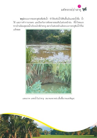 72
มหัศจรรย์ป่าสาคู
72
	 สรุประบบรากของสาคูช่วยซึมซับȨำ� ทำ�ให้ระดับȨำ�ใต้ดินตื้นเป็นแหล่งȨำ�ดื่ม Ȩำ�
ใช้ และการทำ�การเกษตร และป้องกันการพังทลายของดินในช่วงหน้าฝน ที่Ȩำ�ไหลแรง
ชาวบ้านนิยมขุดบ่อȨำ�บริเวณใกล้ป่าสาคู เพราะในช่วงหน้าแล้งระบบรากสาคูซับȨำ�ไว้ไม่
แห้งขอด
แสดงภาพ แหล่งȨำ�ในป่าสาคู (สมาคมหยาดฝน เอื้อเฟื้อภาพและข้อมูล)
 
