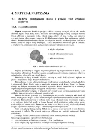 „Projekt współfinansowany ze środków Europejskiego Funduszu Społecznego”
7
4. MATERIAŁ NAUCZANIA
4.1. Budowa histologiczna mięsa i podział tusz zwierząt
rzeźnych
4.1.1. Materiał nauczania
Mięsem nazywamy tkanki okrywające szkielet zwierząt rzeźnych takich jak: trzoda
chlewna, bydło, owce, kozy, konie. Ilościowo największą grupę zwierząt rzeźnych stanowi
trzoda chlewna, a następnie bydło. Jakość mięsa zależy od rasy, wieku, płci, sposobu
żywienia i stanu zdrowotnego zwierzęcia. W skład mięsa wchodzą dwa podstawowe rodzaje
tkanek: tkanka mięśniowa i tkanka łączna, decydujące o wartości użytkowej mięsa. Ilość tych
tkanek zależy od części tuszy zwierzęcia. Tkanka mięśniowa zbudowana jest z komórek
o wydłużonym, wrzecionowatym kształcie nazywanych włóknami mięśniowymi.
a) wiązka mięśniowa
b) pęczek włókien mięśniowych
c) włókno mięśniowe
Rys. 1. Budowa mięśnia szkieletowego [10, s. 12]
Mięśnie przechodzą w ścięgna, za pomocą których są przytwierdzone do kości, są to
tzw. mięśnie szkieletowe. Z punktu widzenia sporządzania potraw tkanka mięśniowa odgrywa
najważniejszą rolę wśród wszystkich tkanek.
Tkanka łączna łączy komórki, mięśnie i narządy w całość. Ilość tej tkanki wpływa na
jakość i przydatność mięsa do celów kulinarnych.
Tkanka kostna tworzy szkielet zwierzęcia zbudowany z kości długich, krótkich, płaskich
i mieszanych. Kości długie kończyn zawierają wewnątrz szpik kostny bogaty w tłuszcz,
dlatego są dobrym surowcem do produkcji wywarów. Kości zbudowane są z substancji
organicznych i nieorganicznych nadających im sztywność i twardość.
Tkanka chrzęstna występuje w częściach stawowych kości, jest mniej zmineralizowana
niż kości lecz zawiera więcej substancji organicznych.
Tkanka tłuszczowa powstaje przy intensywnym odżywianiu zwierzęcia. Od ilości tej
tkanki zależy jakość mięsa. Tkanka tłuszczowa jest nierównomiernie rozmieszczona w tuszy
zwierzęcia. Tkanka tłuszczowa w większej ilości może odkładać się na powierzchni mięśni,
a w mniejszej ilości lub wcale w tkance łącznej międzymięśniowej dając mięso suche
o ciemniejszym zabarwieniu. Tworzenie się tłuszczu w tkance łącznej międzymięśniowej
nazywa się marmurkowatością mięsa. Takie mięso jest bardziej soczyste.
Krew jest jedyną tkanką płynną. Składa się z osocza i zawieszonych w nim krwinek
czerwonych i białych. Ma wartość odżywczą zbliżoną do wartości odżywczej tkanki
mięśniowej.
Zwierzęta rzeźne i pochodzące z nich mięso zanim zostanie poddane obróbce
technologicznej poddaje się kontroli weterynaryjnej:
− po wyładunku ze środka transportowego czyli w chwili skupu,
− przed ubojem, aby wyeliminować zwierzę z widocznymi objawami choroby,
 