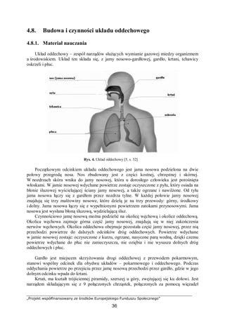 „Projekt współfinansowany ze środków Europejskiego Funduszu Społecznego”
36
4.8. Budowa i czynności układu oddechowego
4.8.1. Materiał nauczania
Układ oddechowy – zespół narządów służących wymianie gazowej miedzy organizmem
a środowiskiem. Układ ten składa się, z jamy nosowo-gardłowej, gardło, krtani, tchawicy
oskrzeli i płuc.
Rys. 4. Układ oddechowy [5, s. 32]
Początkowym odcinkiem układu oddechowego jest jama nosowa podzielona na dwie
połowy przegrodą nosa. Nos zbudowany jest z części kostnej, chrzęstnej i skórnej.
W nozdrzach skóra wnika do jamy nosowej, która u dorosłego człowieka jest porośnięta
włoskami. W jamie nosowej wdychane powietrze zostaje oczyszczone z pyłu, który osiada na
błonie śluzowej wyścielającej ściany jamy nosowej, a także ogrzane i nawilżone. Od tyłu
jama nosowa łączy się z gardłem przez nozdrza tylne. W każdej połowie jamy nosowej
znajdują się trzy małżowiny nosowe, które dzielą je na trzy przewody: górny, środkowy
i dolny. Jama nosowa łączy się z wypełnionymi powietrzem zatokami przynosowymi. Jama
nosowa jest wysłana błoną śluzową, wydzielającą śluz.
Czynnościowo jamę nosową można podzielić na okolicę węchową i okolice oddechową.
Okolica węchowa zajmuje górna część jamy nosowej, znajdują się w niej zakończenia
nerwów węchowych. Okolica oddechowa obejmuje pozostała część jamy nosowej, przez nią
przechodzi powietrze do dalszych odcinków dróg oddechowych. Powietrze wdychane
w jamie nosowej zostaje: oczyszczone z kurzu, ogrzane, nasycone parą wodną, dzięki czemu
powietrze wdychane do płuc nie zanieczyszcza, nie oziębia i nie wysusza dolnych dróg
oddechowych i płuc.
Gardło jest miejscem skrzyżowania drogi oddechowej z przewodem pokarmowym,
stanowi wspólny odcinek dla obydwu układów – pokarmowego i oddechowego. Podczas
oddychania powietrze po przejściu przez jamę nosową przechodzi przez gardło, gdzie w jego
dolnym odcinku wpada do krtani.
Krtań, ma kształt trójściennej piramidy, szerszej u góry, zwężającej się ku dołowi. Jest
narządem składającym się z 9 połączonych chrząstek, połączonych za pomocą więzadeł
 