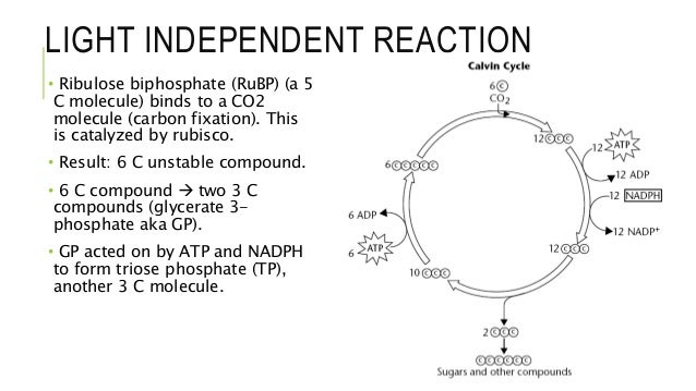 8.3 photosynthesis