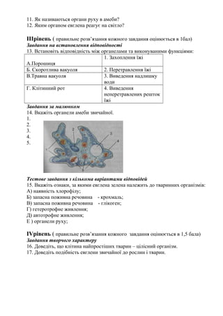 11. Як називаються органи руху в амеби?
12. Яким органом евглена реагує на світло?
ІІІрівень ( правильне розв’язання кожного завдання оцінюється в 1бал)
Завдання на встановлення відповідності
13. Встановіть відповідність між органелами та виконуваними функціями:
А.Порошиця
1. Захоплення їжі
Б. Скоротлива вакуоля 2. Перетравлення їжі
В.Травна вакуоля 3. Виведення надлишку
води
Г. Клітинний рот 4. Виведення
неперетравлених решток
їжі
Завдання за малюнком
14. Вкажіть органели амеби звичайної.
1.
2.
3.
4.
5.
Тестове завдання з кількома варіантами відповідей
15. Вкажіть ознаки, за якими евглена зелена належить до тваринних організмів:
А) наявність хлорофілу;
Б) запасна поживна речовина - крохмаль;
В) запасна поживна речовина - глікоген;
Г) гетеротрофне живлення;
Д) автотрофне живлення;
Е ) органели руху;
ІVрівень ( правильне розв’язання кожного завдання оцінюється в 1,5 бала)
Завдання творчого характеру
16. Доведіть, що клітина найпростіших тварин – цілісний організм.
17. Доведіть подібність евглени звичайної до рослин і тварин.
 