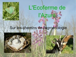 L'Ecoferme de
l'Azuré
Sur les chemins de l'agroécologie
Argus vert
 
