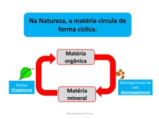 Ciências Naturais 8º ano
Na Natureza, a matéria circula de
forma cíclica.
Matéria
orgânica
Matéria
mineral
Plantas
(Produtores)
Microrganismos do
solo
(Decompositores)
 