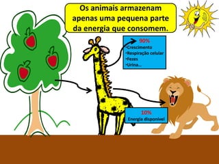 Ciências Naturais 8º ano
Os animais armazenam
apenas uma pequena parte
da energia que consomem.
90%
•Crescimento
•Respiração celular
•Fezes
•Urina…
10%
Energia disponível
 