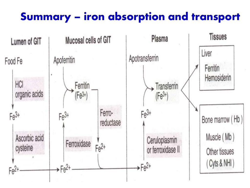 IRON METABOLISM
