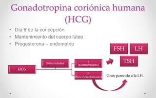 Gonadotropina coriónica humana
(HCG)
• Día 6 de la concepción
• Mantenimiento del cuerpo lúteo
• Progesterona – endometrio
HCG
α
(Citotrofoblasto)
β
(Sincitiotrofoblasto)
Subunidades
FSH LH
TSH
Gran parecido a la LH.
 