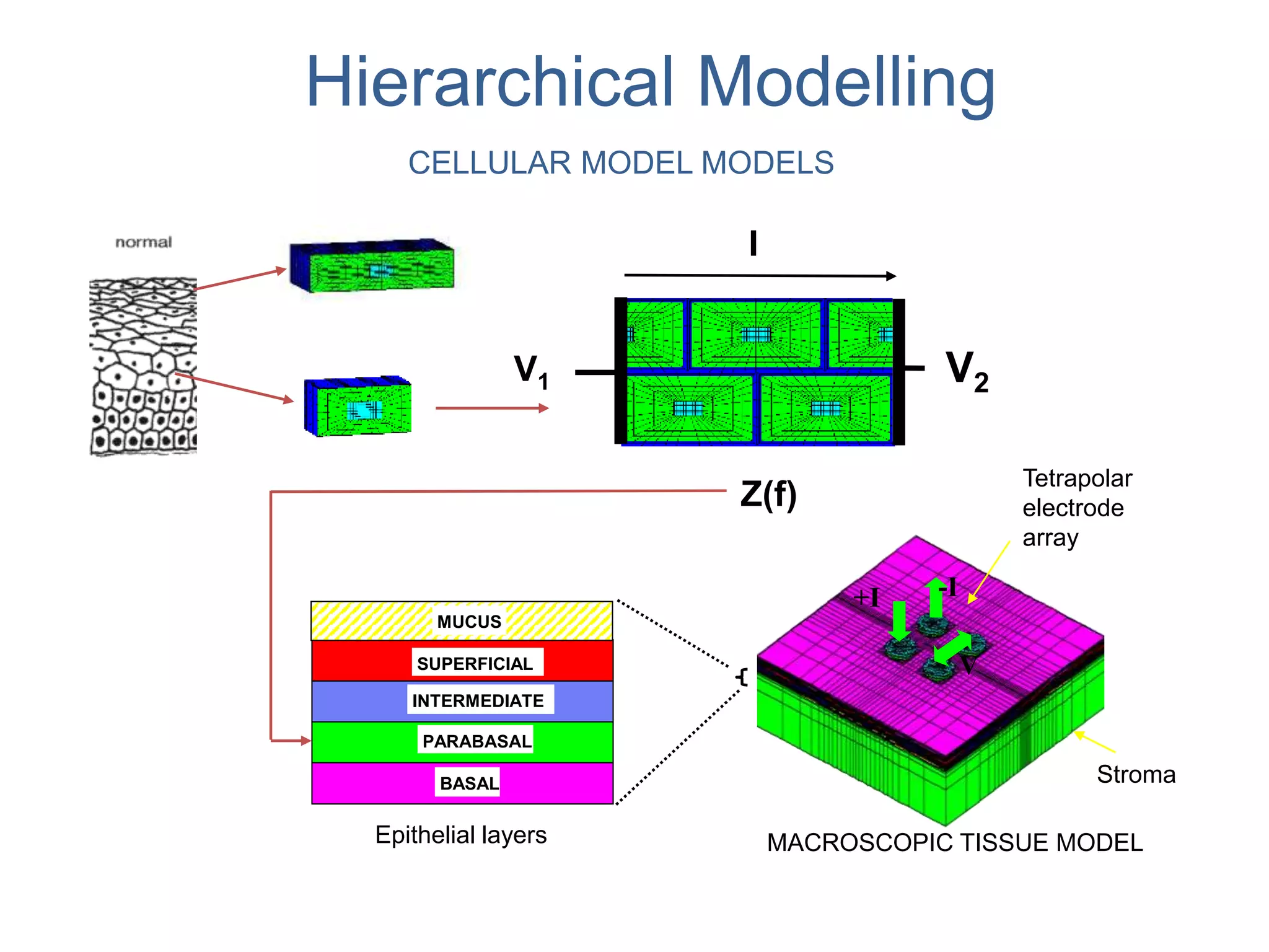 Hierarchical Modelling
Tetrapolar
electrode
array
MACROSCOPIC TISSUE MODEL
Stroma
+I -I
V
V1 V2
I
Z(f)
MUCUS
SUPERFICIAL
INTERMEDIATE
PARABASAL
BASAL
Epithelial layers
CELLULAR MODEL MODELS
 