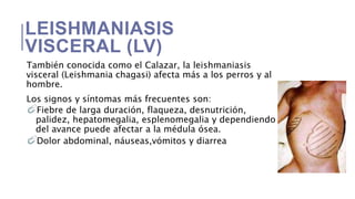 LEISHMANIASIS
VISCERAL (LV)
También conocida como el Calazar, la leishmaniasis
visceral (Leishmania chagasi) afecta más a los perros y al
hombre.
Los signos y síntomas más frecuentes son:
Fiebre de larga duración, flaqueza, desnutrición,
palidez, hepatomegalia, esplenomegalia y dependiendo
del avance puede afectar a la médula ósea.
Dolor abdominal, náuseas,vómitos y diarrea
 