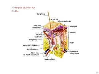 10
2.1Hàng rào vật lý hoá học
2.1.1Da
 