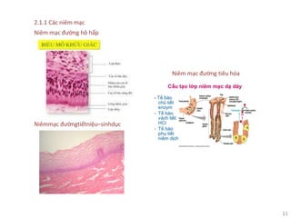 11
2.1.1 Các niêm mạc
Niêm mạc đường hô hấp
Niêmmạc đườngtiếtniệu–sinhdục
Niêm mạc đường tiêu hóa
 