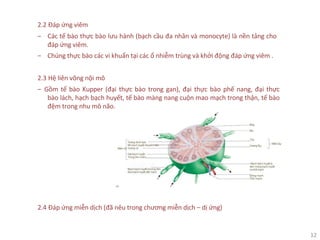 12
2.2 Đáp ứng viêm
‒ Các tế bào thực bào lưu hành (bạch cầu đa nhân và monocyte) là nền tảng cho
đáp ứng viêm.
‒ Chúng thực bào các vi khuẩn tại các ổ nhiễm trùng và khởi động đáp ứng viêm .
2.3 Hệ liên võng nội mô
‒ Gồm tế bào Kupper (đại thực bào trong gan), đại thực bào phế nang, đại thực
bào lách, hạch bạch huyết, tế bào màng nang cuộn mao mạch trong thận, tế bào
đệm trong nhu mô não.
2.4 Đáp ứng miễn dịch (đã nêu trong chương miễn dịch – dị ứng)
 