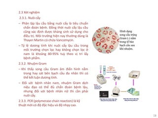 18
2.3 Xét nghiệm
2.3.1. Nuôi cấy
‒ Phân lập lậu cầu bằng nuôi cấy là tiêu chuẩn
chẩn đoán bệnh. Đồng thời nuôi cấy lậu cầu
cũng xác định được kháng sinh sử dụng cho
điều trị. Môi trường hiện nay thường dùng là
Thayer-Martin có chứa Vancomycin.
‒ Tỷ lệ dương tính khi nuôi cấy lậu cầu trong
môi trường chọn lọc hay không chọn lọc ở
nam là khoảng 80-95% tuỳ theo vị trí lấy
bệnh phẩm.
2.3.2. Nhuộm Gram
‒ Khi thấy song cầu Gram âm điển hình nằm
trong hay sát bên bạch cầu đa nhân thì có
thể kết luận dương tính.
‒ Đối với bệnh nhân nam, nhuộm Gram dịch
niệu đạo có thể đủ chẩn đoán bệnh lậu,
nhưng đối với bệnh nhân nữ thì cần phải
nuôi cấy.
2.3.3. PCR (polymerase chain reaction) là kỹ
thuật mới có độ đặc hiệu và độ nhạy cao.
 