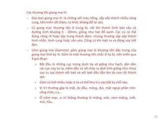 32
Các thương tổn giang mai III:
− Đào ban giang mai III: là những vết màu hồng, sắp xếp thành nhiều vòng
cung, tiến triển rất chậm, tự khỏi, không để lại sẹo.
− Củ giang mai: thương tổn ở trung bì, nổi lên thành hình bán cầu có
đường kính khoảng 5 - 20mm, giống như hạt đỗ xanh. Các củ có thể
đứng riêng rẽ hoặc tập trung thành đám, nhưng thường sắp xếp thành
hình nhẫn, hình cung hoặc vằn vèo. Cũng có khi loét ra và đóng vảy tiết
đen.
− Gôm giang mai (Gomme): gôm giang mai là thương tổn đặc trưng của
giang mai thời kỳ III. Gôm là một thương tổn chắc ở hạ bì, tiến triển qua
4 giai đoạn:
+ Bắt đầu là những cục trứng dưới da sờ giống như hạch, dần dần
các cục này to ra, mềm dần và vỡ chảy ra dịch tính giống như nhựa
cao su tạo thành vết loét và vết loét dần dần lên da non rồi thành
sẹo.
+ Gôm có thể nhiều hoặc ít và có thể khu trú vào bất kỳ chỗ nào.
+ Vị trí thường gặp là mặt, da đầu, mông, đùi, mặt ngoài phần trên
cẳng chân, v.v…
+ Ở niêm mạc, vị trí thông thường là miệng, môi, vòm miệng, lưỡi,
mũi, hầu…
 