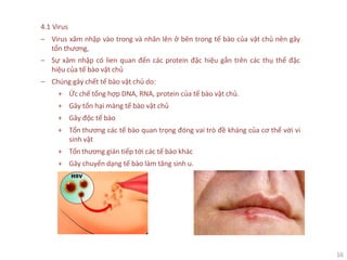 16
4.1 Virus
‒ Virus xâm nhập vào trong và nhân lên ở bên trong tế bào của vật chủ nên gây
tổn thương,
‒ Sự xâm nhập có lien quan đến các protein đặc hiệu gắn trên các thụ thể đặc
hiệu của tế bào vật chủ
‒ Chúng gây chết tế bào vật chủ do:
+ Ức chế tổng hợp DNA, RNA, protein của tế bào vật chủ.
+ Gây tổn hại màng tế bào vật chủ
+ Gây độc tế bào
+ Tổn thương các tế bào quan trọng đóng vai trò đề kháng của cơ thể với vi
sinh vật
+ Tổn thương gián tiếp tới các tế bào khác
+ Gây chuyển dạng tế bào làm tăng sinh u.
 