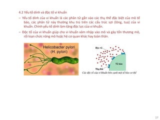 17
4.2 Yếu tố dính và độc tố vi khuẩn
‒ Yếu tố dính của vi khuẩn là các phân tử gắn vào các thụ thể đặc biệt của mô tế
bào, các phân tử này thường khu trú trên các cấu trúc sợi (lông, tua) của vi
khuẩn. Chính yếu tố dính làm tăng độc lực của vi khuẩn.
‒ Độc tố của vi khuẩn giúp cho vi khuẩn xâm nhập vào mô và gây tổn thương mô,
rối loạn chức năng mô hoặc hệ cơ quan khác hay toàn thân.
 