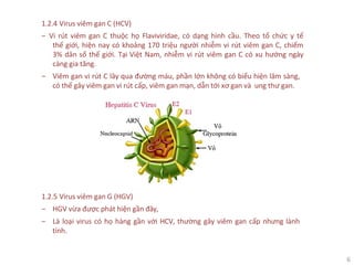6
1.2.4 Virus viêm gan C (HCV)
‒ Vi rút viêm gan C thuộc họ Flaviviridae, có dạng hình cầu. Theo tổ chức y tế
thế giới, hiện nay có khoảng 170 triệu người nhiễm vi rút viêm gan C, chiếm
3% dân số thế giới. Tại Việt Nam, nhiễm vi rút viêm gan C có xu hướng ngày
càng gia tăng.
‒ Viêm gan vi rút C lây qua đường máu, phần lớn không có biểu hiện lâm sàng,
có thể gây viêm gan vi rút cấp, viêm gan mạn, dẫn tới xơ gan và ung thư gan.
1.2.5 Virus viêm gan G (HGV)
‒ HGV vừa được phát hiện gần đây,
‒ Là loại virus có họ hàng gần với HCV, thường gây viêm gan cấp nhưng lành
tính.
 