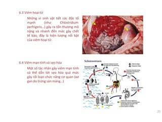 21
6.3 Viêm hoại tử
Những vi sinh vật tiết các độc tố
mạnh (như Chlostridium
perfrigens…) gây ra tổn thương mô
nặng và nhanh đến mức gây chết
tế bào, đây là hiện tượng nổi bật
của viêm hoại tử.
6.4 Viêm mạn tính và sẹo hóa
Một số tác nhân gây viêm mạn tính
có thể dẫn tới sẹo hóa quá mức
gây rối loạn chức năng cơ quan (xơ
gan do trứng sán máng…)
 